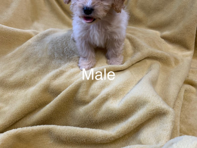Cavachon’s  €500.. ….RESERVED …, pending collection