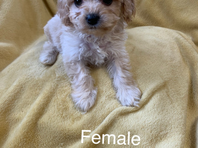 Cavachon’s  €500.. ….RESERVED …, pending collection