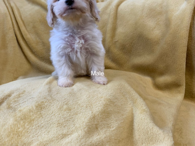 Cavachon’s  €500.. ….RESERVED …, pending collection