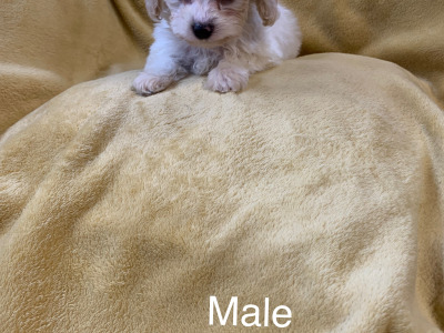Cavachon’s  €500.. ….RESERVED …, pending collection