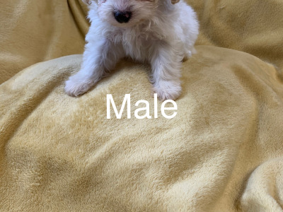 Cavachon’s  €500.. ….RESERVED …, pending collection
