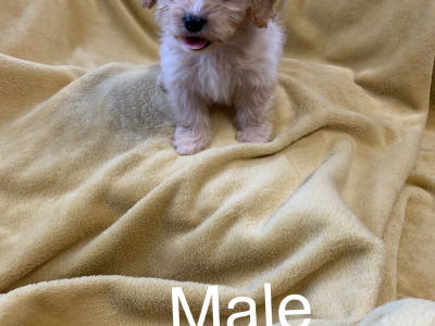 Cavachon’s  €500.. ….RESERVED …, pending collection
