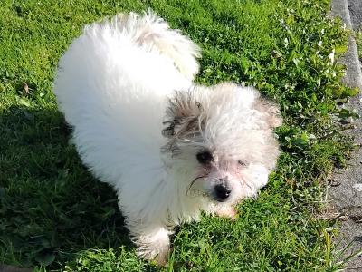 Only One female miniature Maltese X puppy remaining in Galway