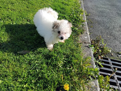Only One female miniature Maltese X puppy remaining in Galway