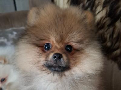 IKC Registered Pomeranian puppies in Kildare €2200