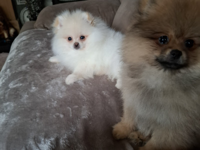 IKC Registered Pomeranian puppies in Kildare €2200