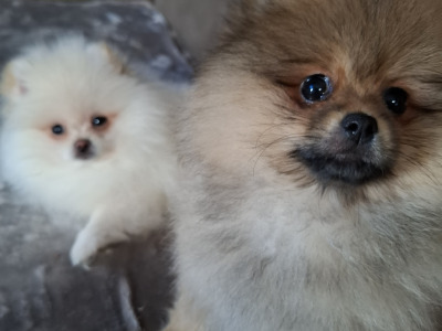 IKC Registered Pomeranian puppies in Kildare €2200