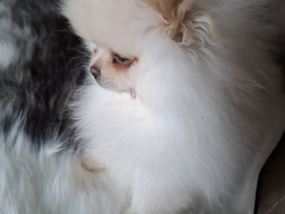 IKC Registered Pomeranian puppies in Kildare €2200
