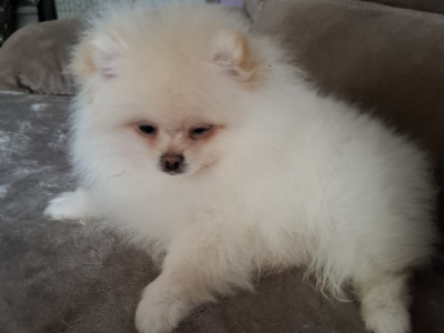 IKC Registered Pomeranian puppies in Kildare €2200