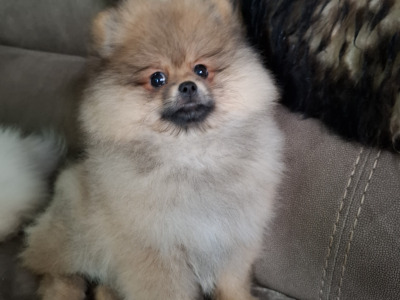 IKC Registered Pomeranian puppies in Kildare €2200