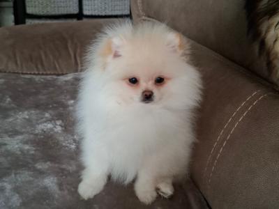 IKC Registered Pomeranian puppies in Kildare €2200