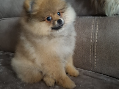 IKC Registered Pomeranian puppies in Kildare €2200