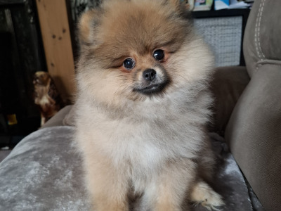 IKC Registered Pomeranian puppies in Kildare €2200