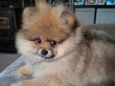 IKC Registered Pomeranian puppies in Kildare €2200