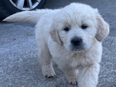 Beautiful IKC Registered (pending) Golden Retriever puppies in Tipperary