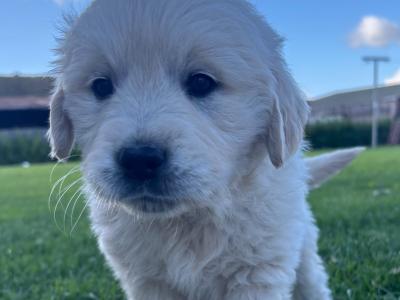 Beautiful IKC Registered (pending) Golden Retriever puppies in Tipperary
