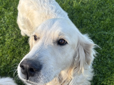 Beautiful IKC Registered (pending) Golden Retriever puppies in Tipperary