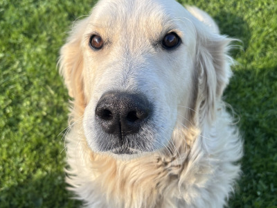 Beautiful IKC Registered (pending) Golden Retriever puppies in Tipperary