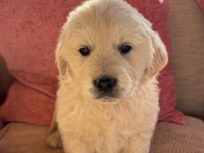 Beautiful IKC Registered (pending) Golden Retriever puppies in Tipperary