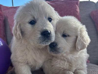Beautiful IKC Registered (pending) Golden Retriever puppies in Tipperary