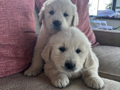 Beautiful IKC Registered (pending) Golden Retriever puppies in Tipperary