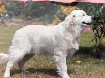 Beautiful IKC Registered (pending) Golden Retriever puppies in Tipperary
