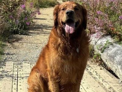 Cusco ✨ Handsome IKC Pedigree Golden Retriever for Stud – South Dublin