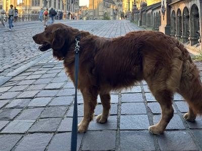 Cusco ✨ Handsome IKC Pedigree Golden Retriever for Stud – South Dublin