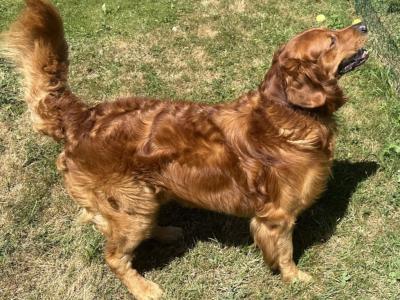 Cusco ✨ Handsome IKC Pedigree Golden Retriever for Stud – South Dublin