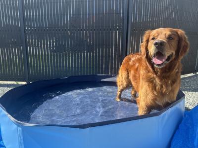 Cusco ✨ Handsome IKC Pedigree Golden Retriever for Stud – South Dublin