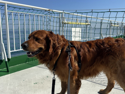 Cusco ✨ Handsome IKC Pedigree Golden Retriever for Stud – South Dublin