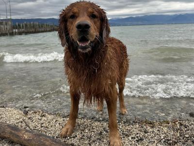 Cusco ✨ Handsome IKC Pedigree Golden Retriever for Stud – South Dublin