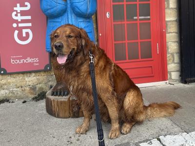 Cusco ✨ Handsome IKC Pedigree Golden Retriever for Stud – South Dublin