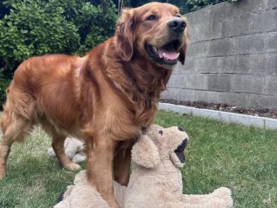 Cusco ✨ Handsome IKC Pedigree Golden Retriever for Stud – South Dublin