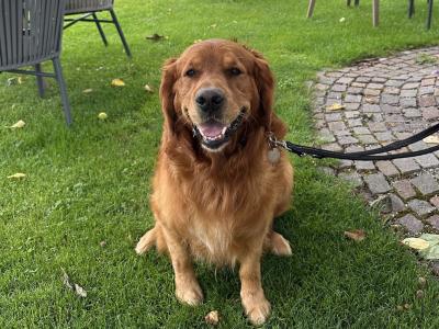 Cusco ✨ Handsome IKC Pedigree Golden Retriever for Stud – South Dublin