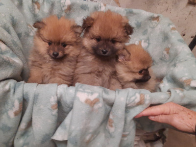 Pomeranian puppies for sale in Cork