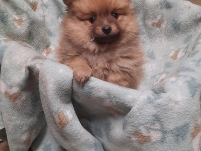 Pomeranian puppies for sale in Cork