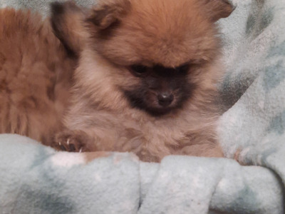 Pomeranian puppies for sale in Cork