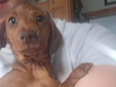 Purebred smooth-haired Dachshund puppies in Tipperary