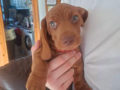 Purebred smooth-haired Dachshund puppies in Tipperary