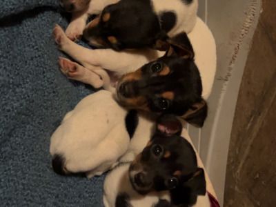 Tri Colour Jack Russell pups in Leitrim