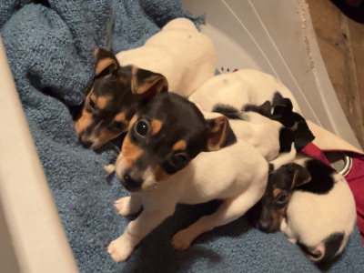 Tri Colour Jack Russell pups in Leitrim