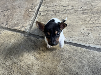 Tri Colour Jack Russell pups in Leitrim