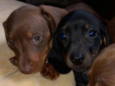 Miniature Dachshund puppies in Laois