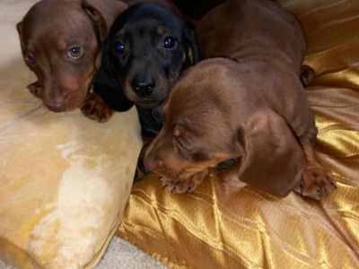 Miniature Dachshund puppies in Laois