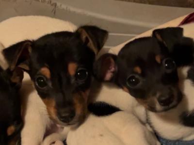 Tri Colour Jack Russell puppies in Leitrim