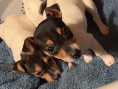 Tri Colour Jack Russell pups in Leitrim