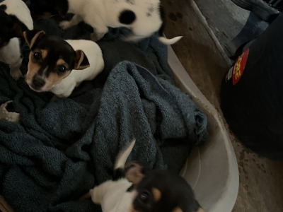 Tri Colour Jack Russell pups in Leitrim