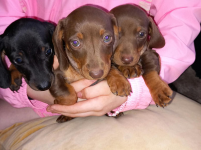 Miniature Dachshund puppies in Laois