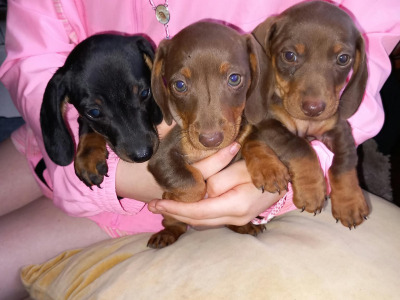 Miniature Dachshund puppies in Laois